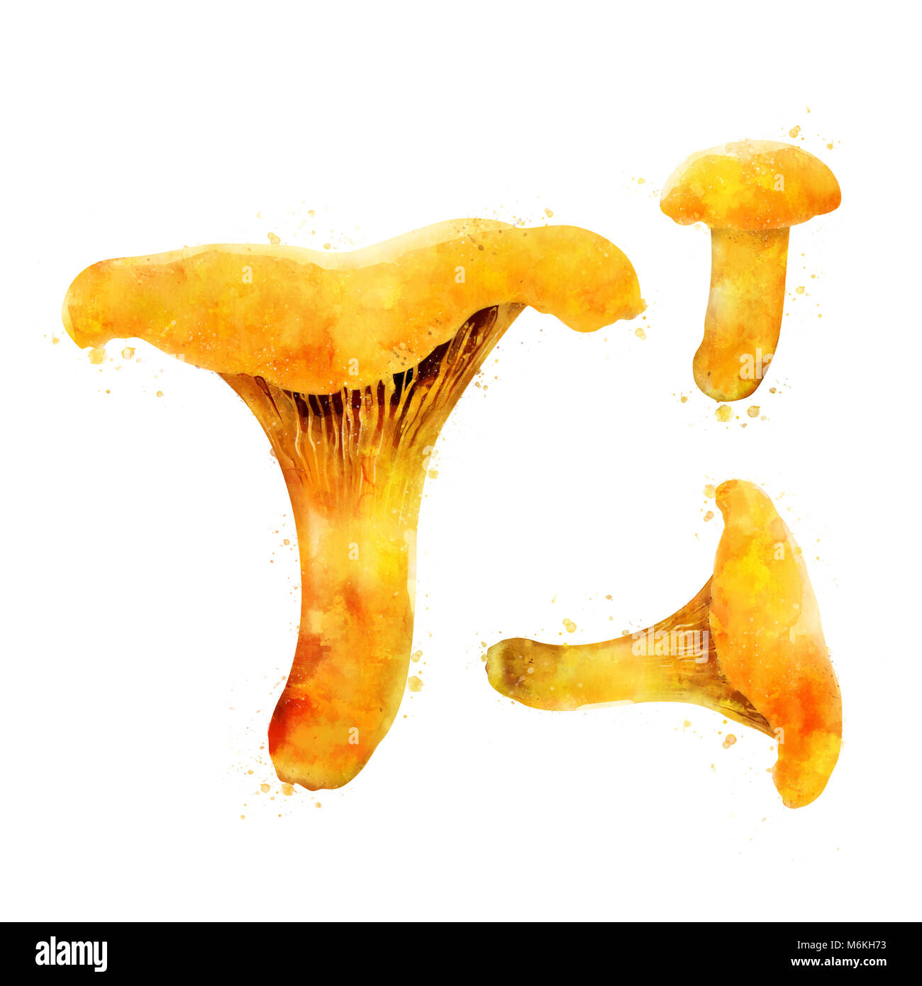 Chanterelles on white background. Watercolor illustration Stock Photo
