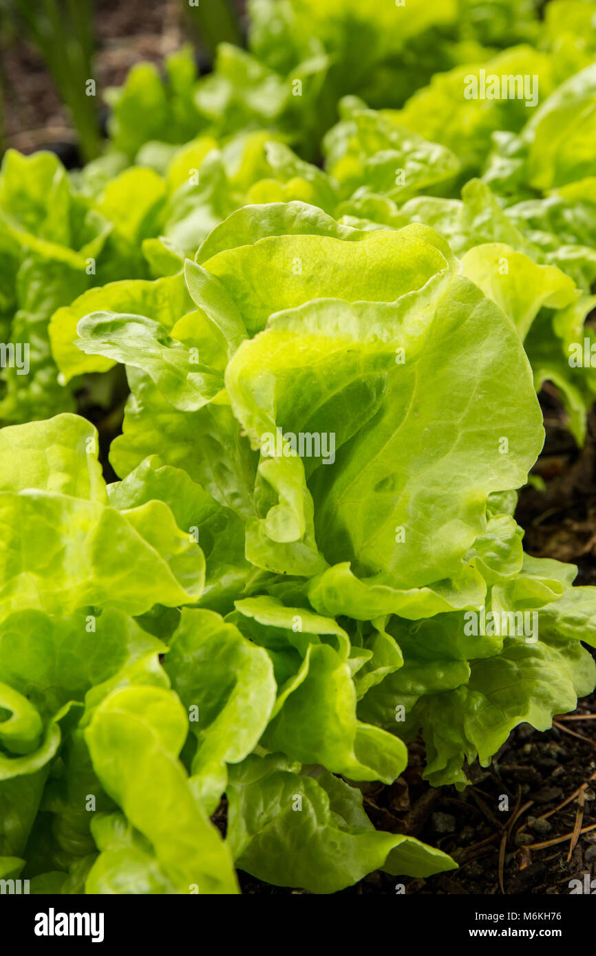 Tom Thumb butterhead lettuce plants Stock Photo