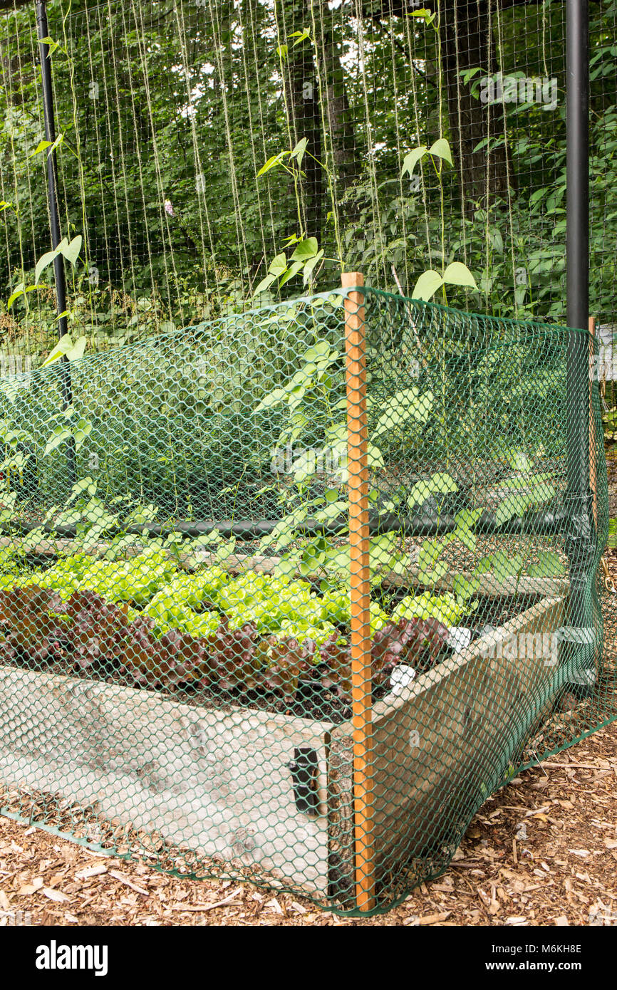 Removable plastic garden fence to deter rabbits from eating the lettuce and other plants in a community garden. Stock Photo