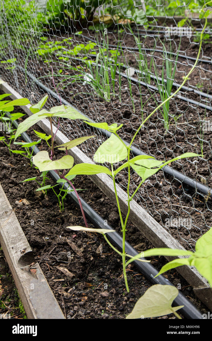Tri-color pole bean seedlings growing. Stock Photo