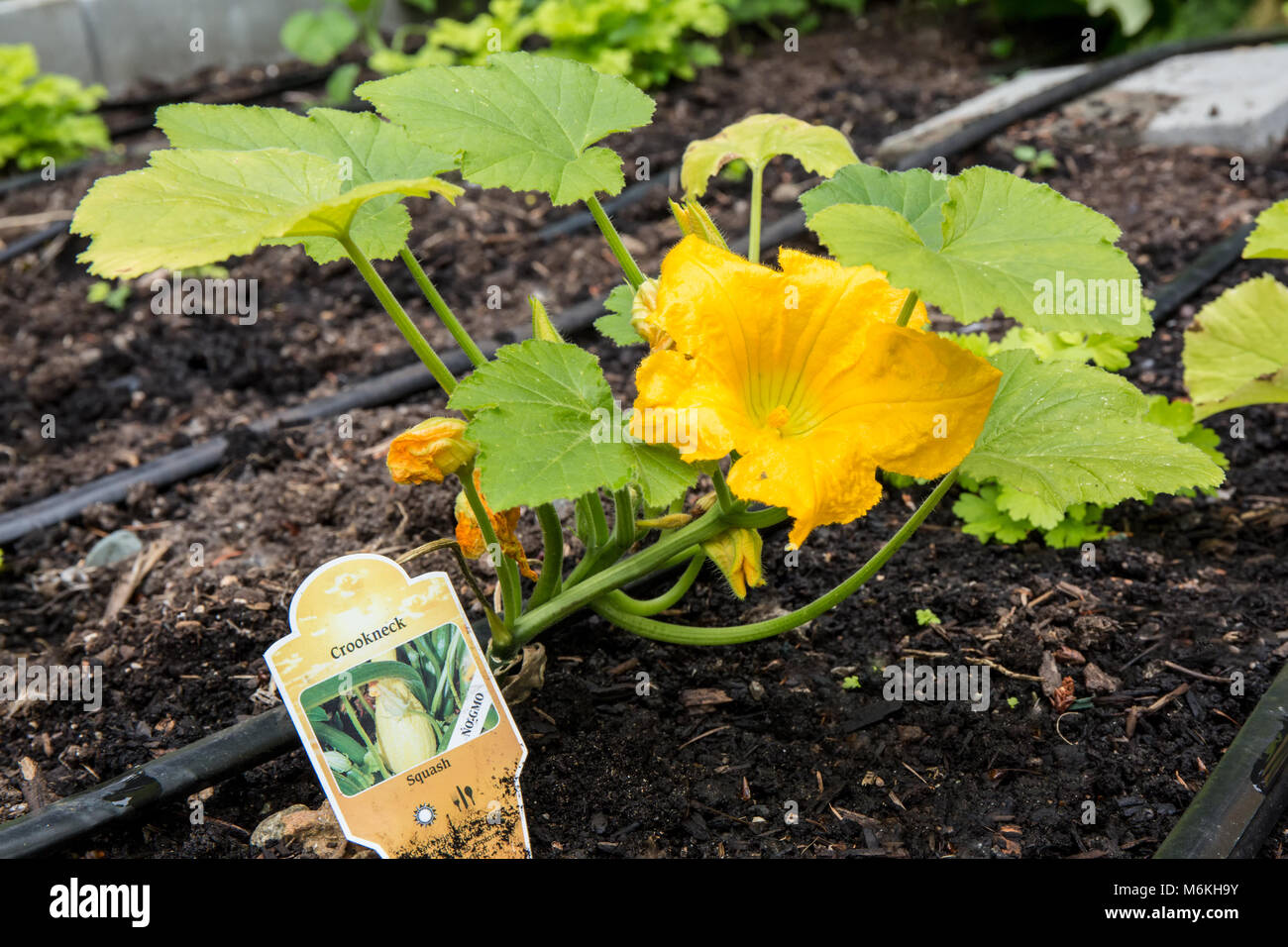 Crookneck Squash plant with a female blossom Stock Photo Alamy