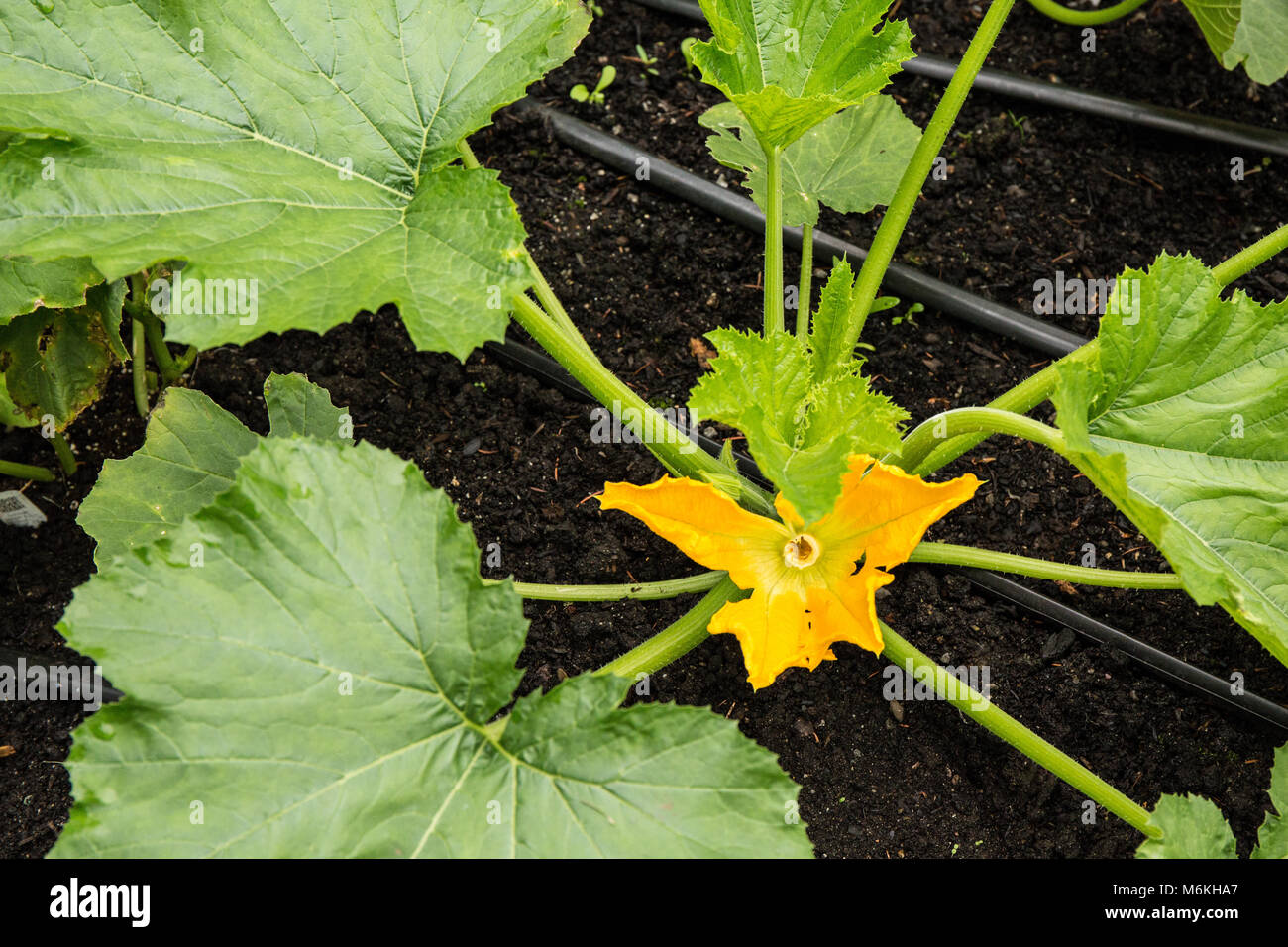 Female squash blossoms grow close to the center of the squash plant