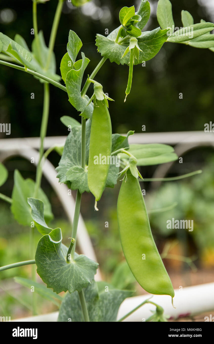Sugar plant hires stock photography and images Alamy
