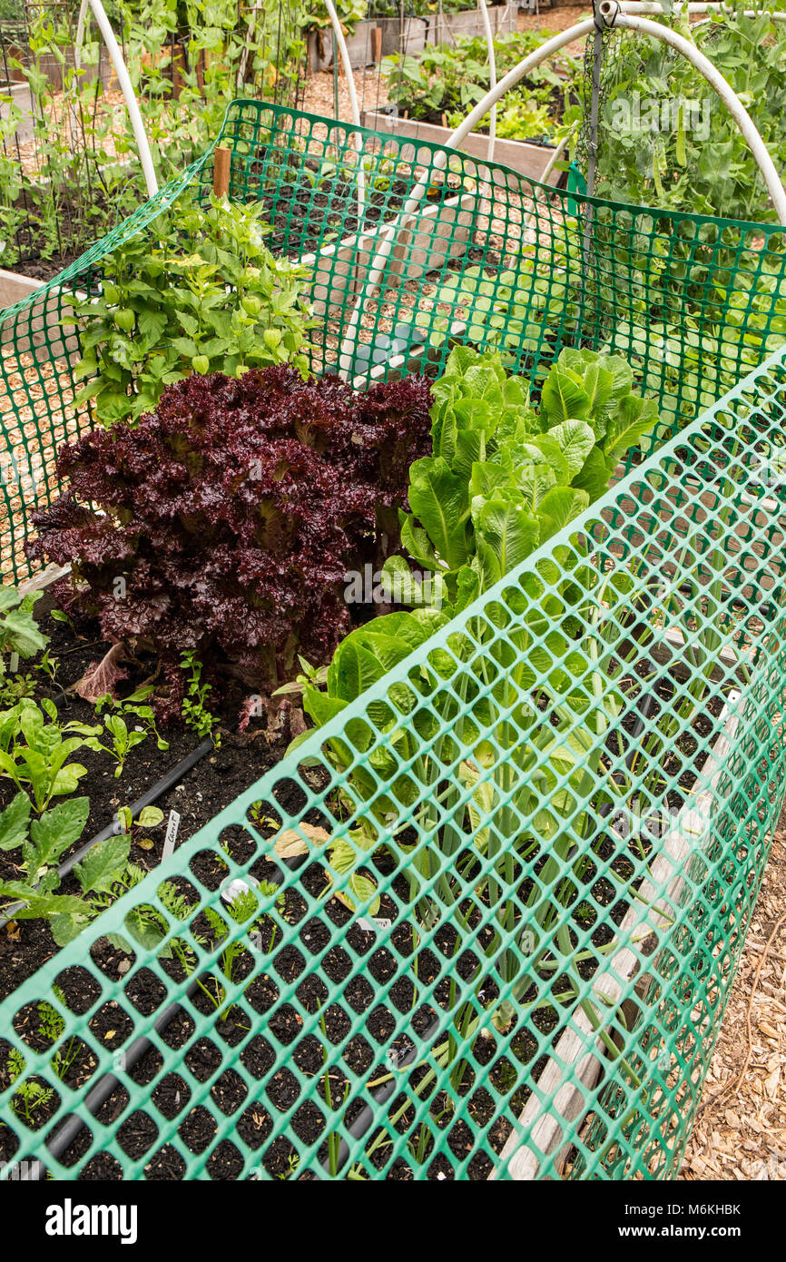 Red Leaf and Romaine lettuce grown in a plastic fenced raised bed to