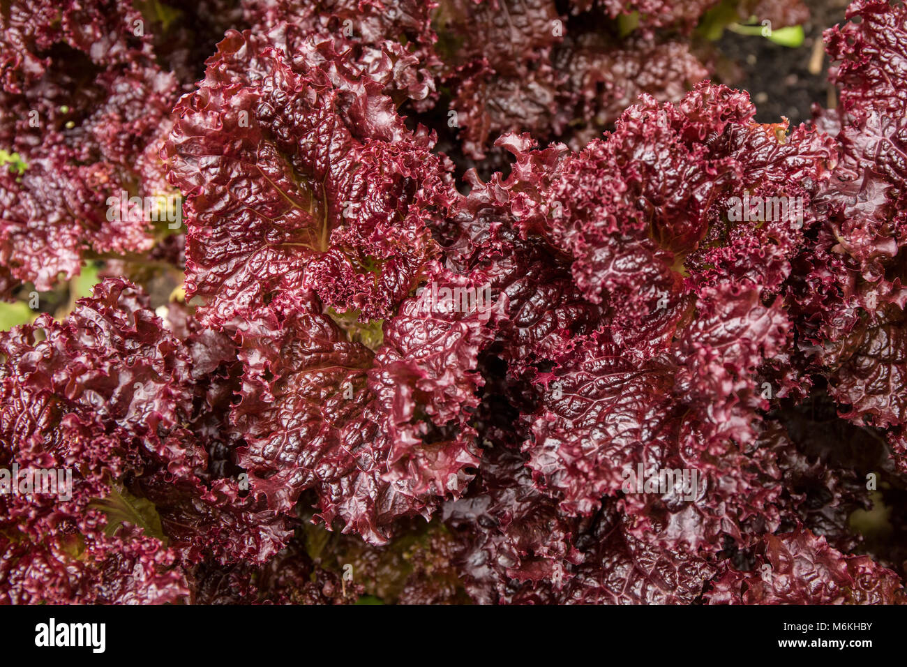 Red leaf lettuce hires stock photography and images Alamy