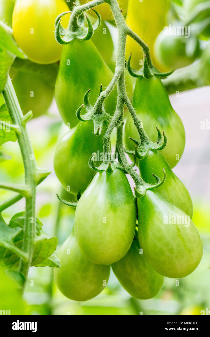 Heirloom Yellow Pear tomatoes growing in a garden Stock Photo
