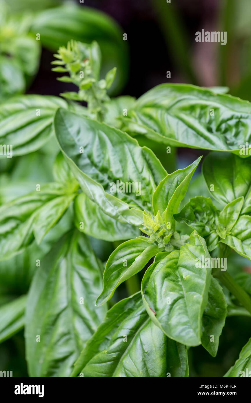 Basil plants starting to bolt in an herb garden Stock Photo