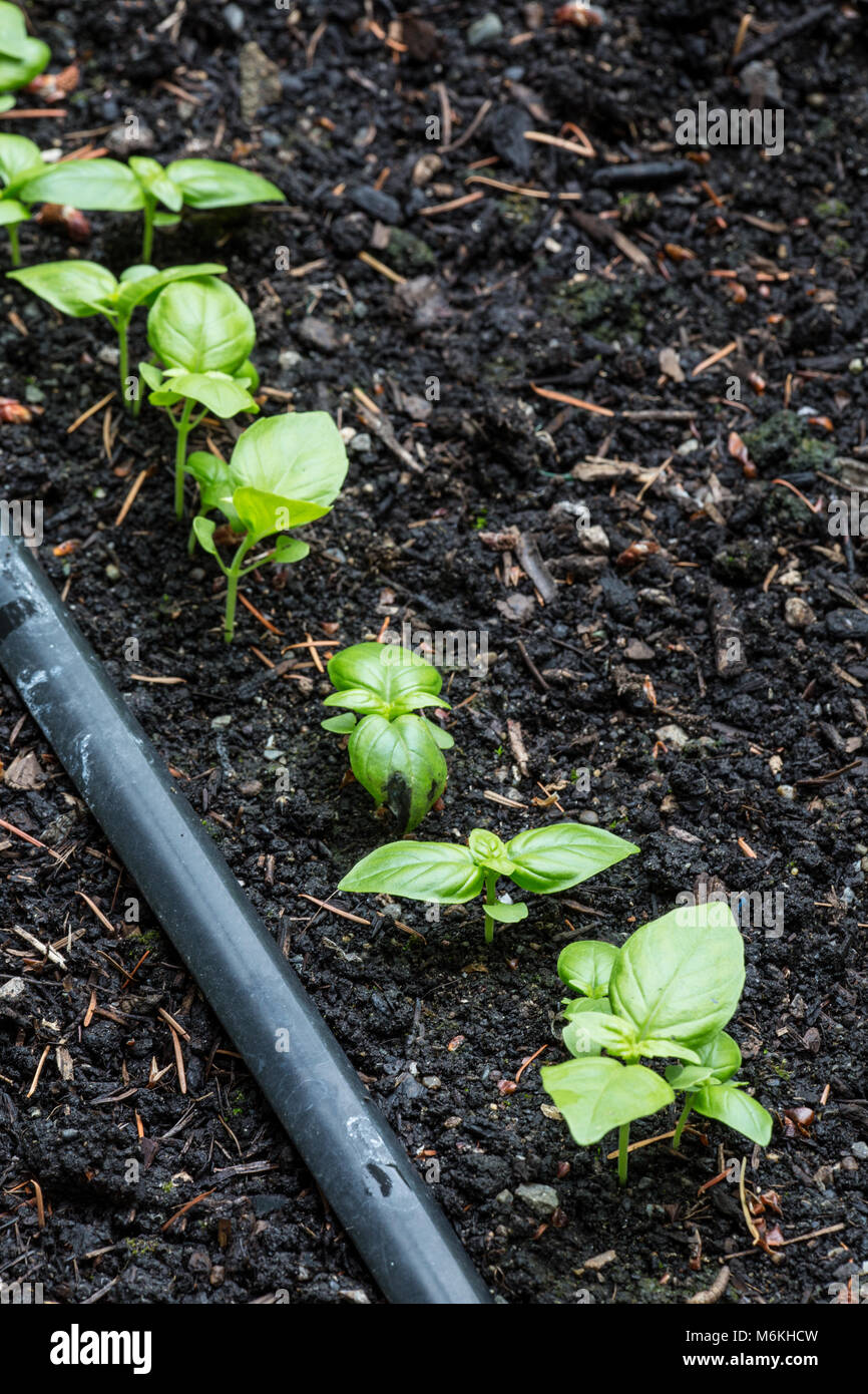 Basil plants growing from seed in an herb garden Stock Photo Alamy