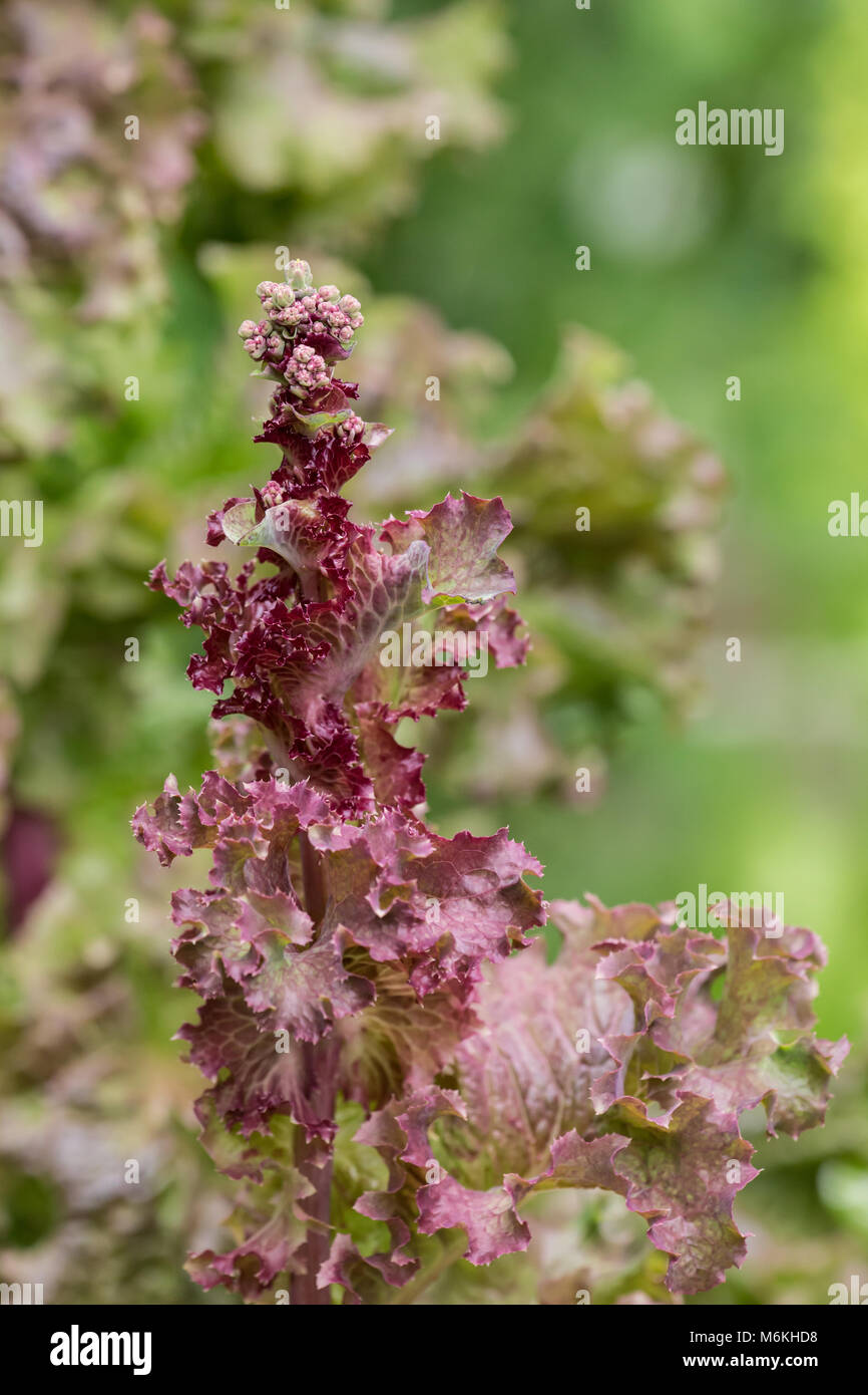 Red Leaf Lettuce 'gone to seed' or bolting in a summer garden Stock