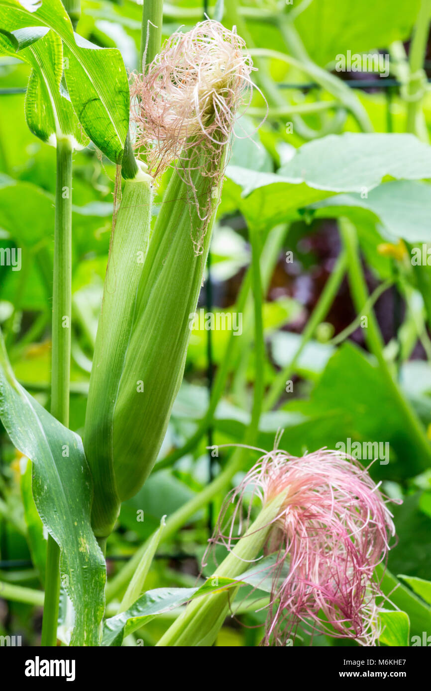 Corn cob tassel agriculture hires stock photography and images Alamy