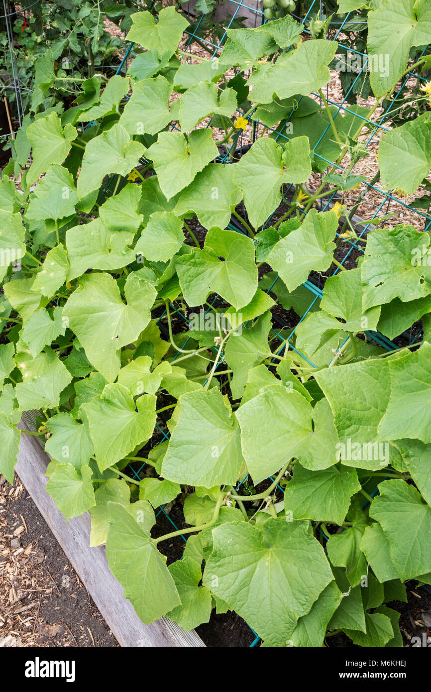 Cucumbers growing up a trellis Stock Photo Alamy