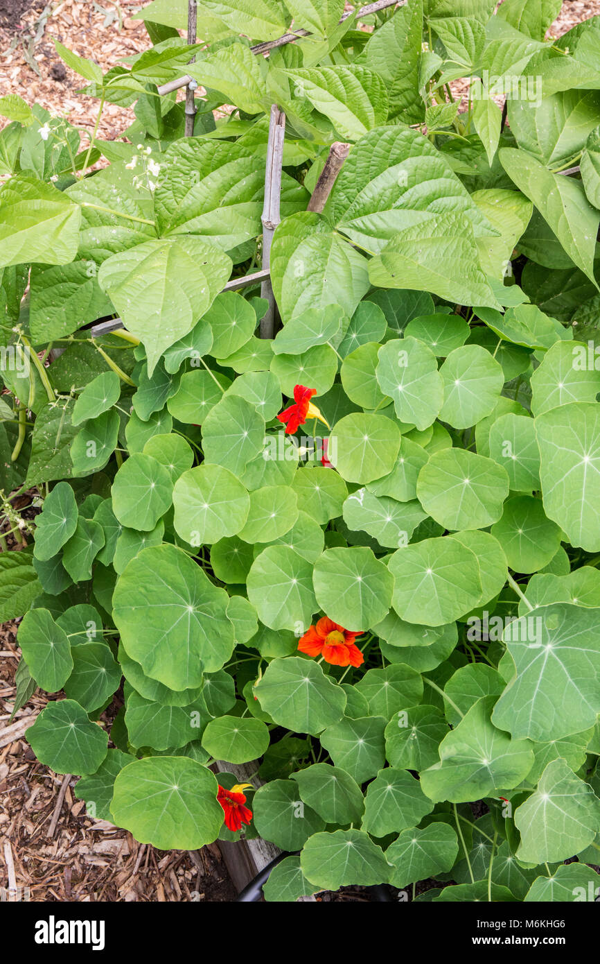 Nasturtiums growing in a vegetable garden beside pole beans. Stock Photo