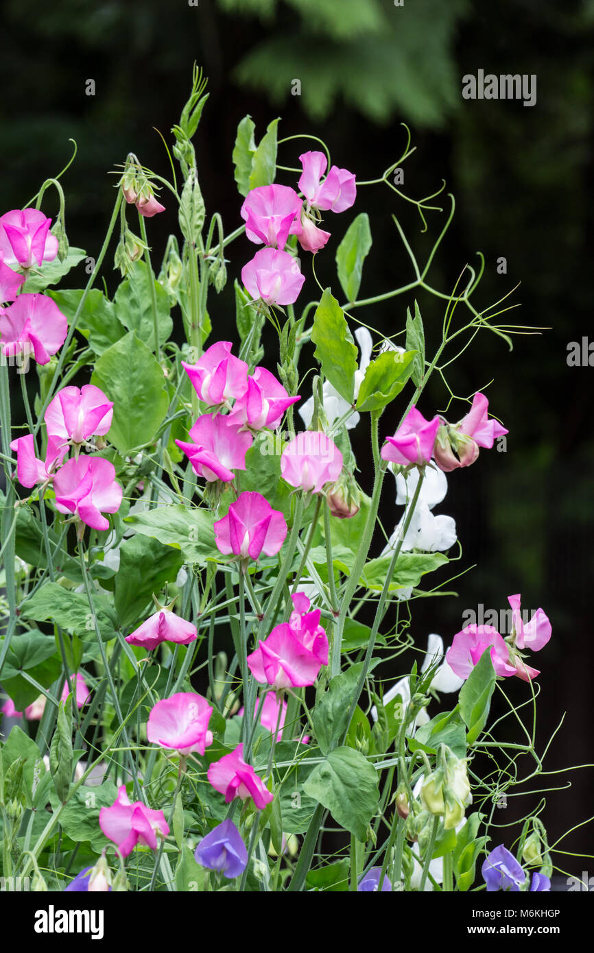 Sweet Peas in blossom. Stock Photo