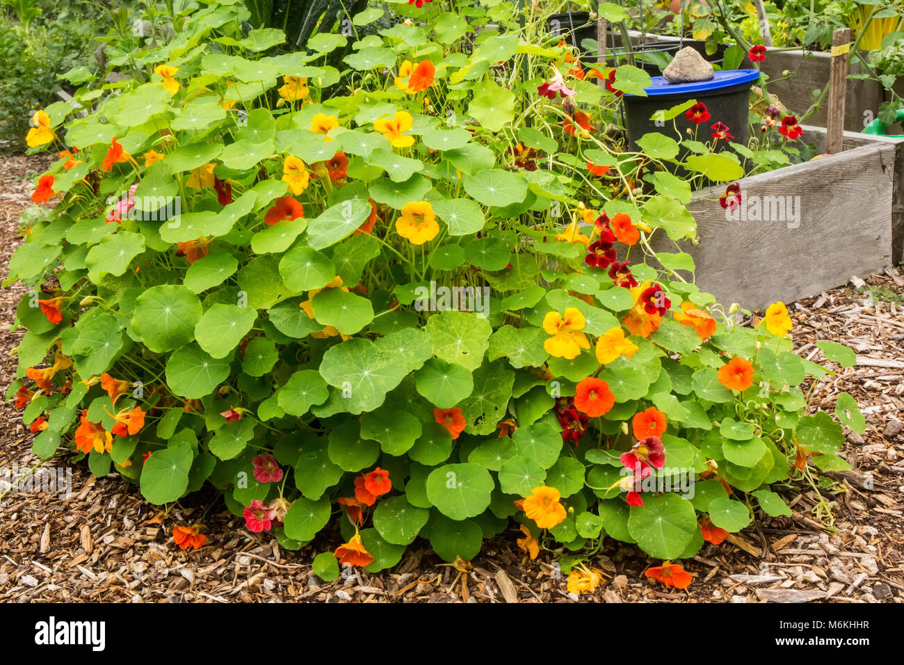 Nasturtiums Overflowing The Raised Vegetable Garden Bed They Were Stock Photo Alamy