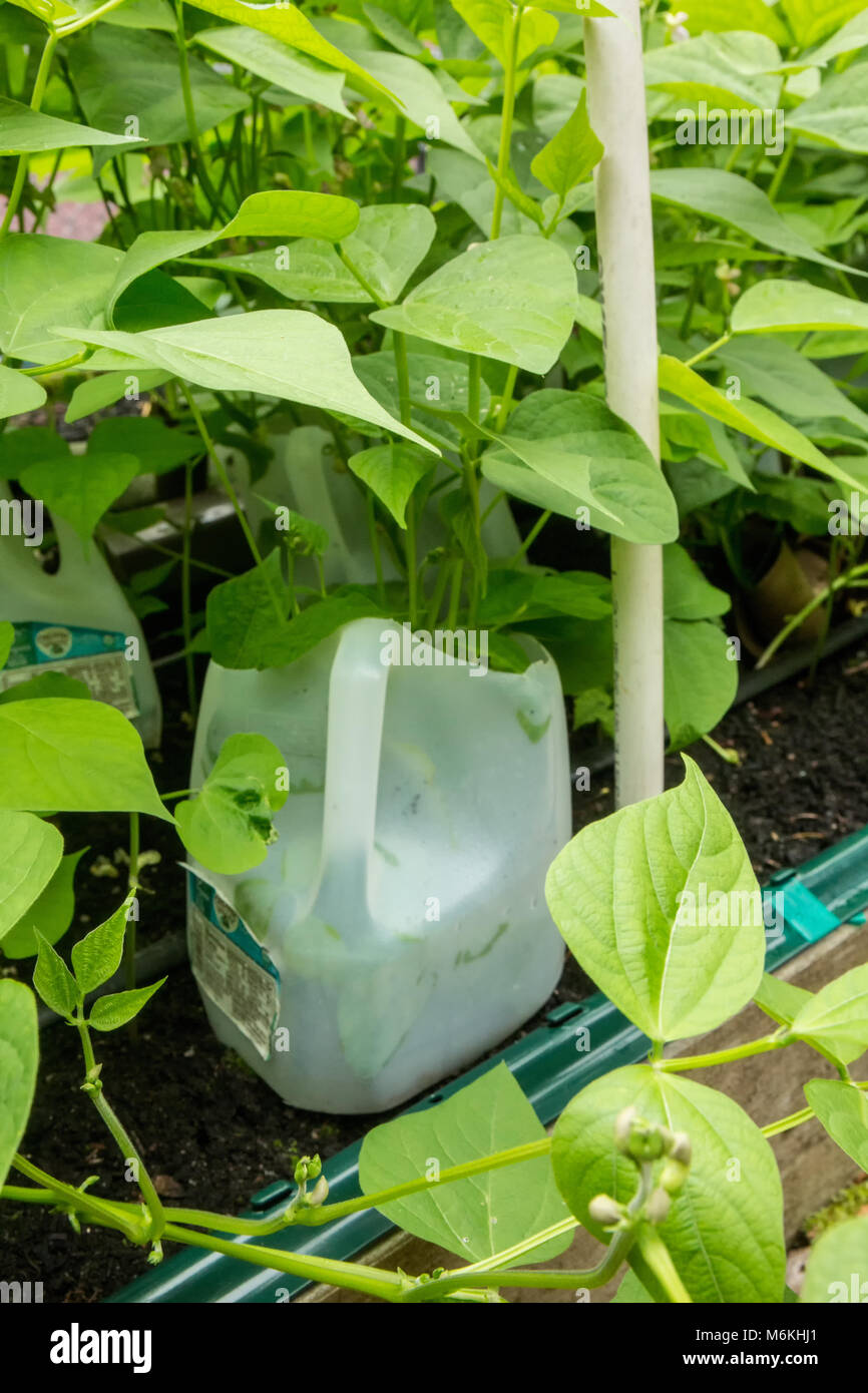 Placing hollow bottom plastic milk jugs around groupings of bush beans