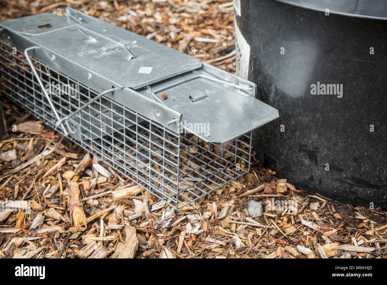 https://c8.alamy.com/comp/M6KHJD/live-animal-trap-designed-to-trap-small-rodents-such-as-moles-voles-M6KHJD.jpg