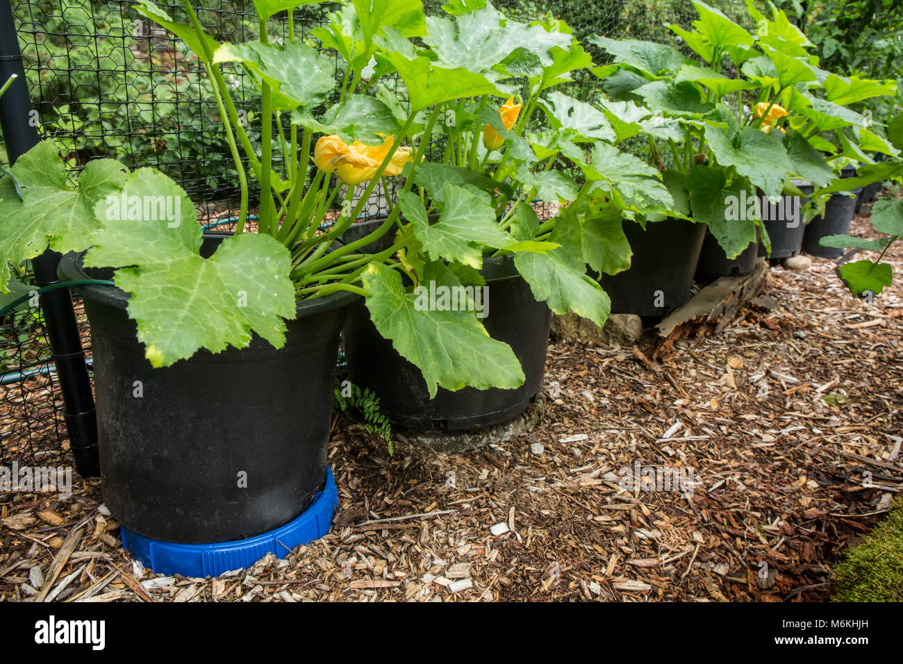 Summer squash growing in containers Stock Photo Alamy