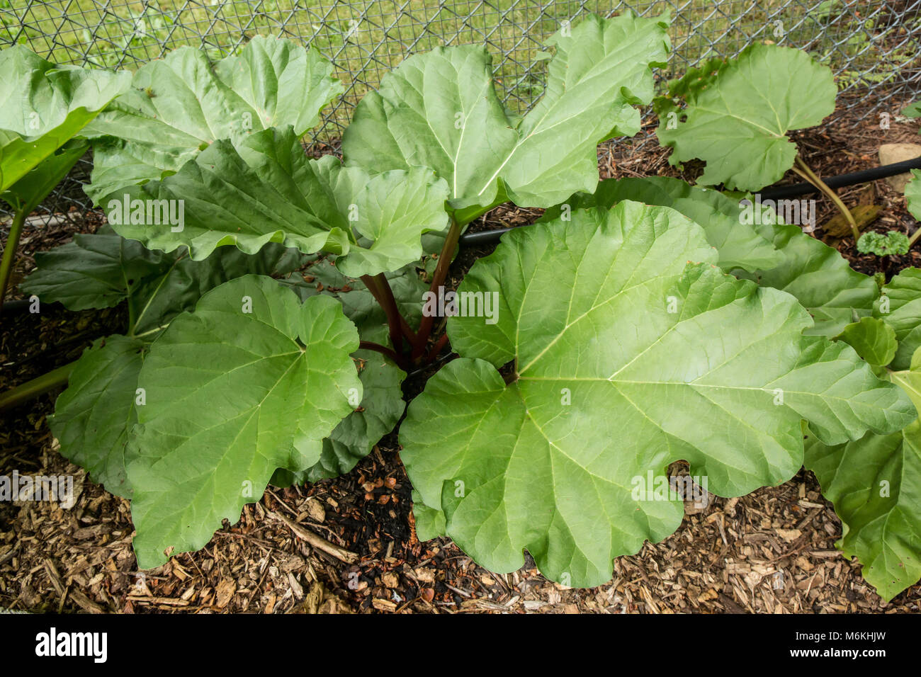 Large rhubarb leaves growing in a community garden. Stock Photo