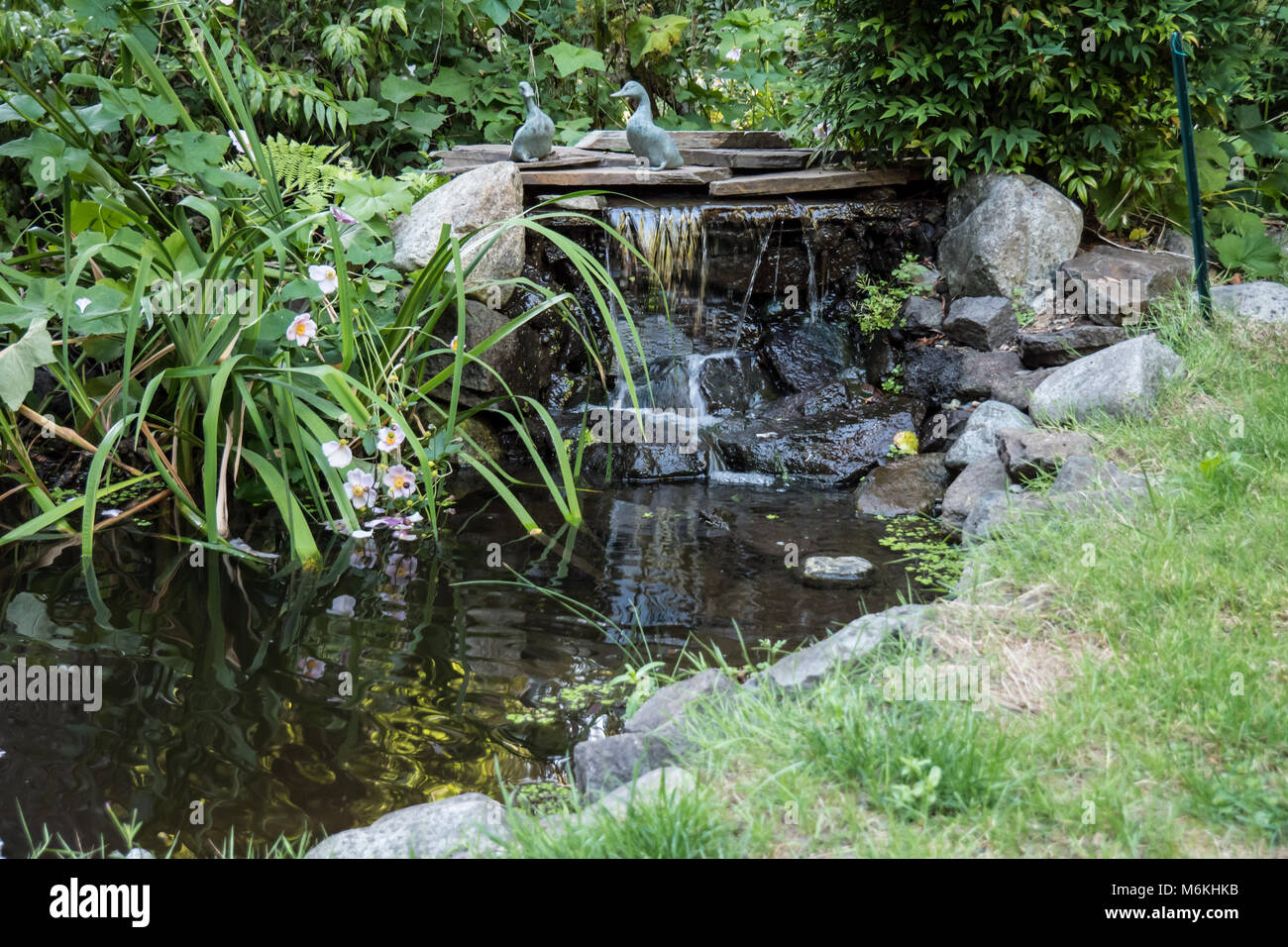 Small waterfalls into a pond that is a water feature in a yard. Stock Photo