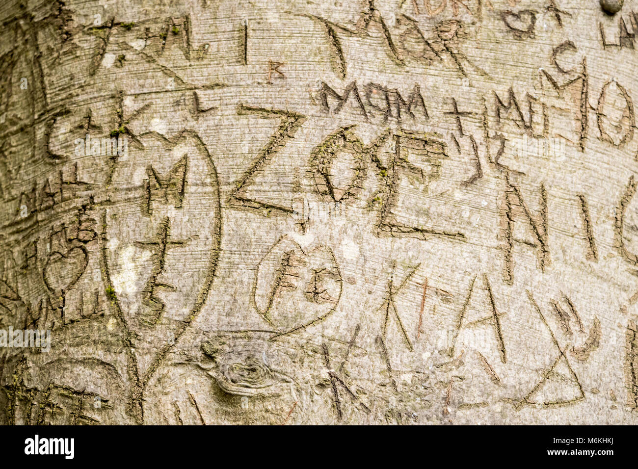 Issaquah, Washington, USA.  Numerous initial and name carvings into tree bark. Stock Photo