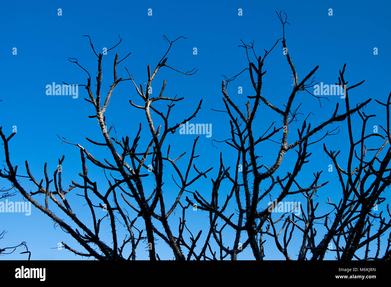 Tree branch silhouette on blue sky background Stock Photo - Alamy