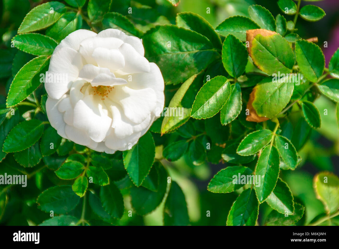 Beautiful rose flower hi-res stock photography and images - Alamy