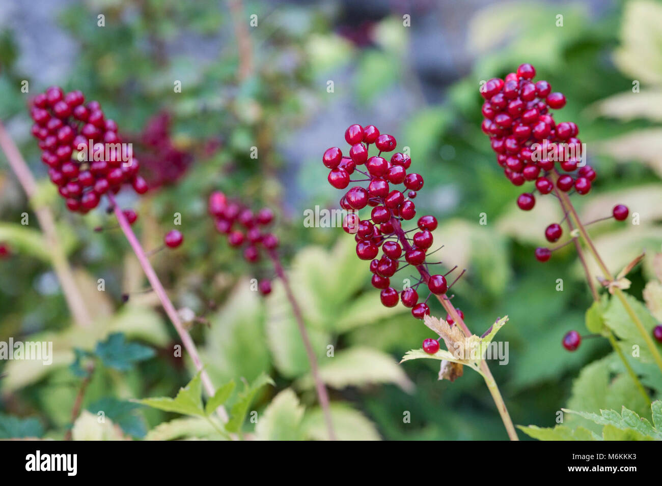 Red baneberry (Actaea rubra), Mammoth Hot Springs. Stock Photo