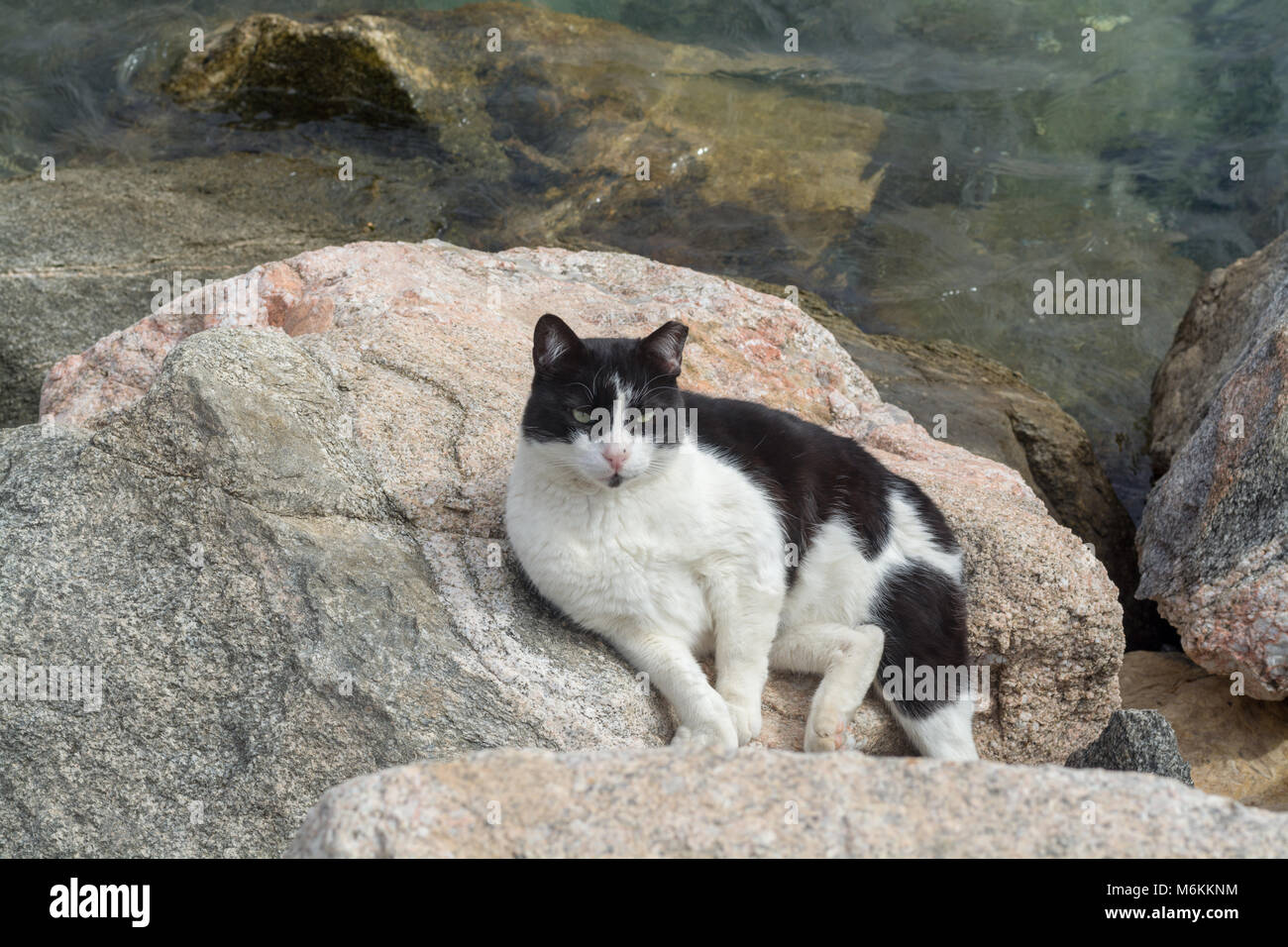 Cats of Eilat, Israel. Many cats leave on streets and beaches of Eilat, they protect the city from rats and snakes Stock Photo