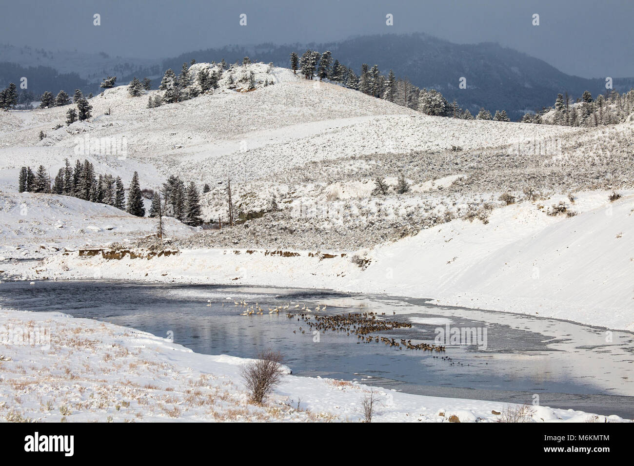 Lamar valley birds hi-res stock photography and images - Alamy
