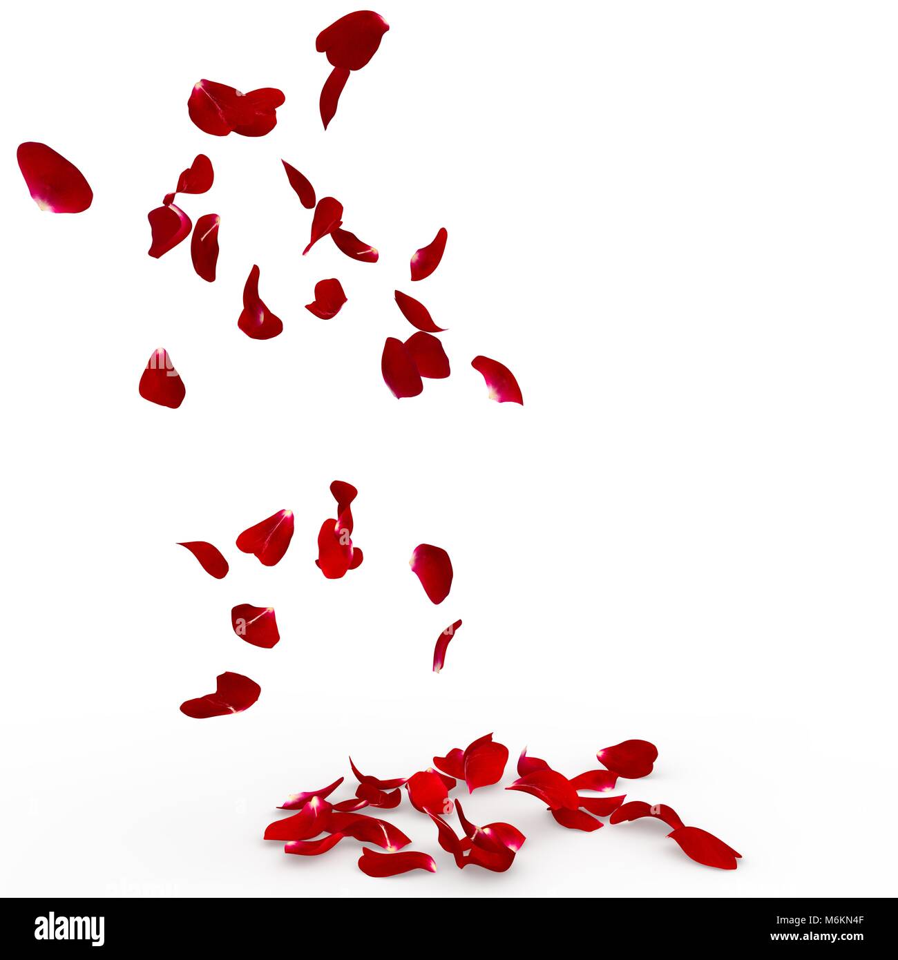 Rose petals fall to the floor. Isolated background Stock Photo Alamy