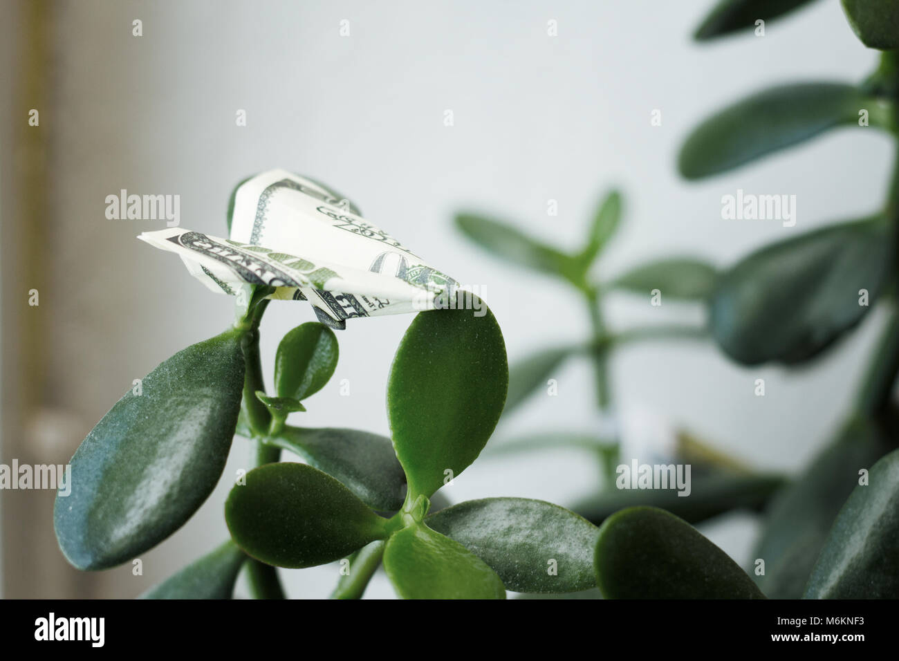 Tree On Money Stock Photos Tree On Money Stock Images Page 3 Alamy - small airplane from a paper bill do!   llar on a green tree money concept stock