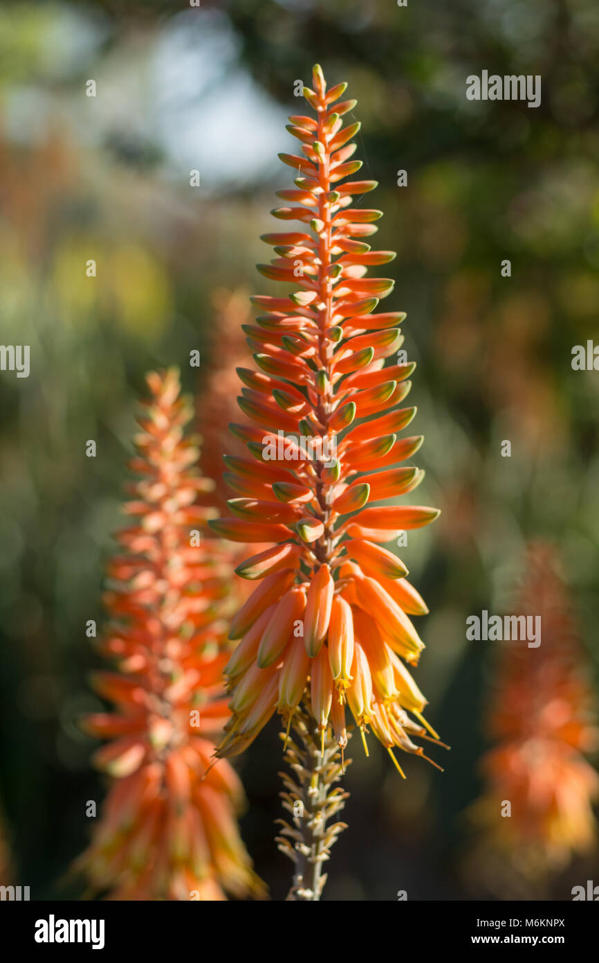 Colorful blossom of medicinal succulent plant aloe-vera Stock Photo - Alamy