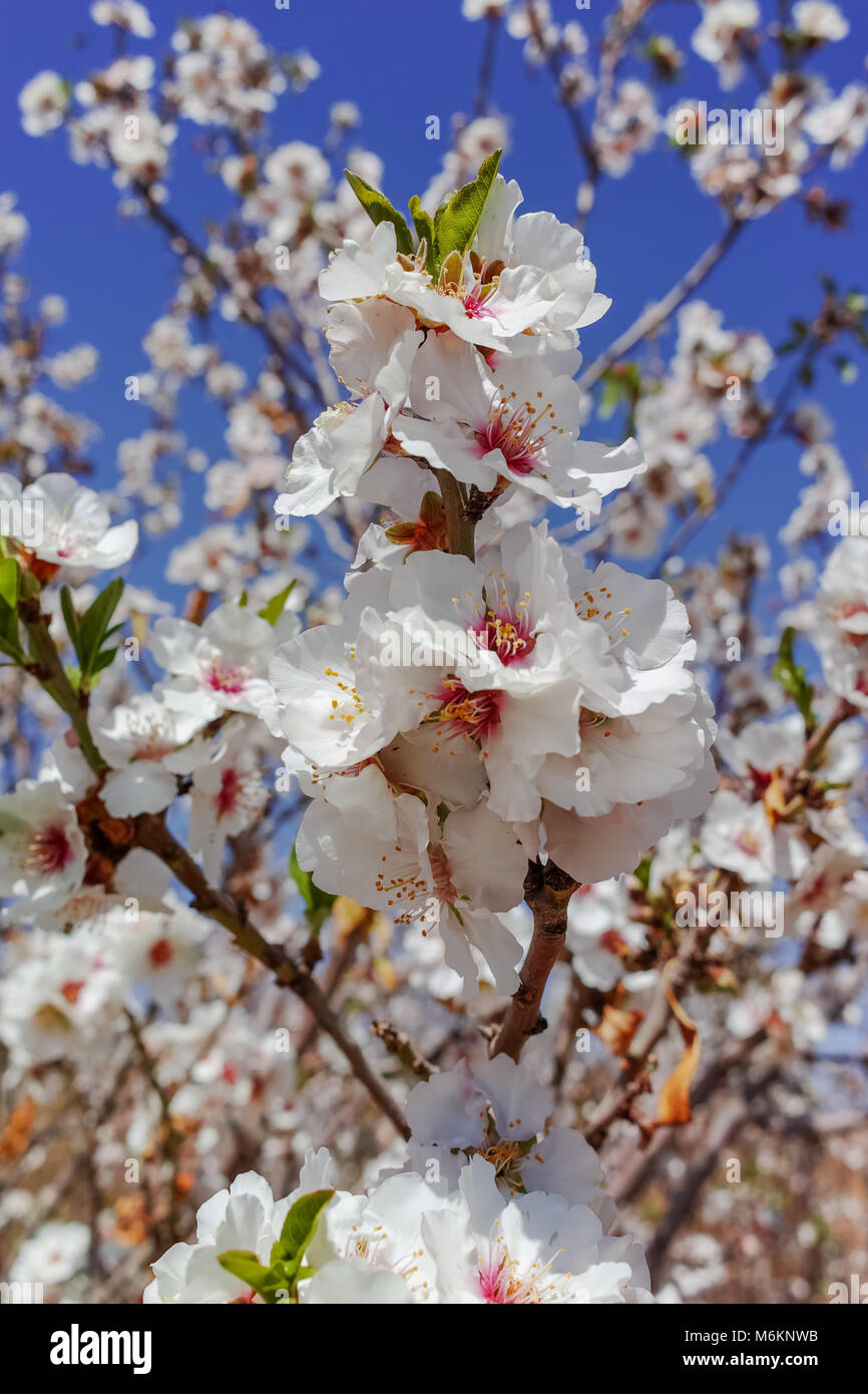 Almonds tree blossom, springtime in farm orchard, nature background with  blue sky Stock Photo - Alamy
