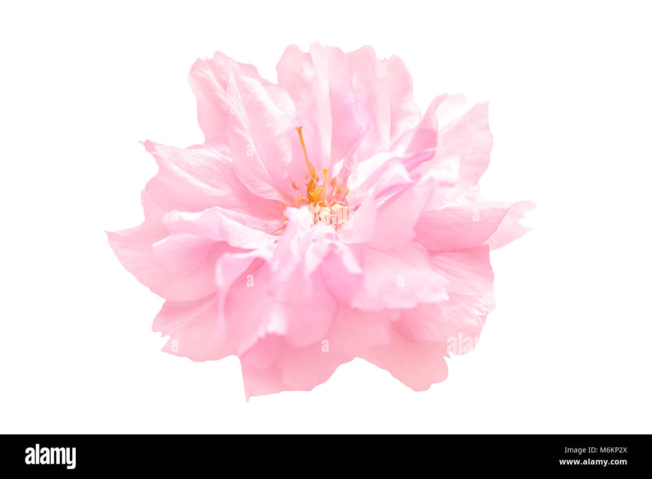 Beautiful pink sakura flower cherry blossom isolated on white ...