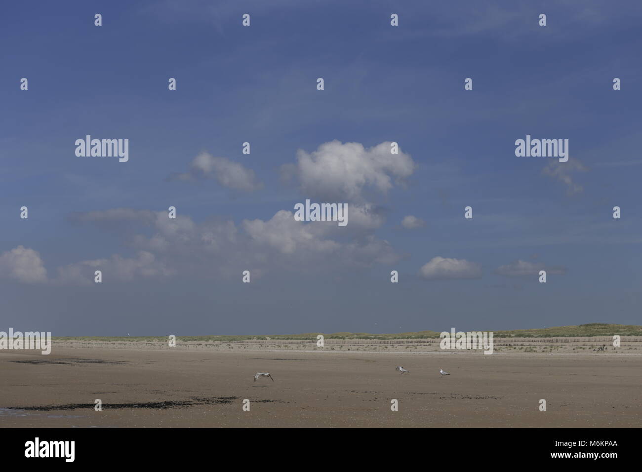 Dutch beach in Camperduin by low tide Stock Photo - Alamy