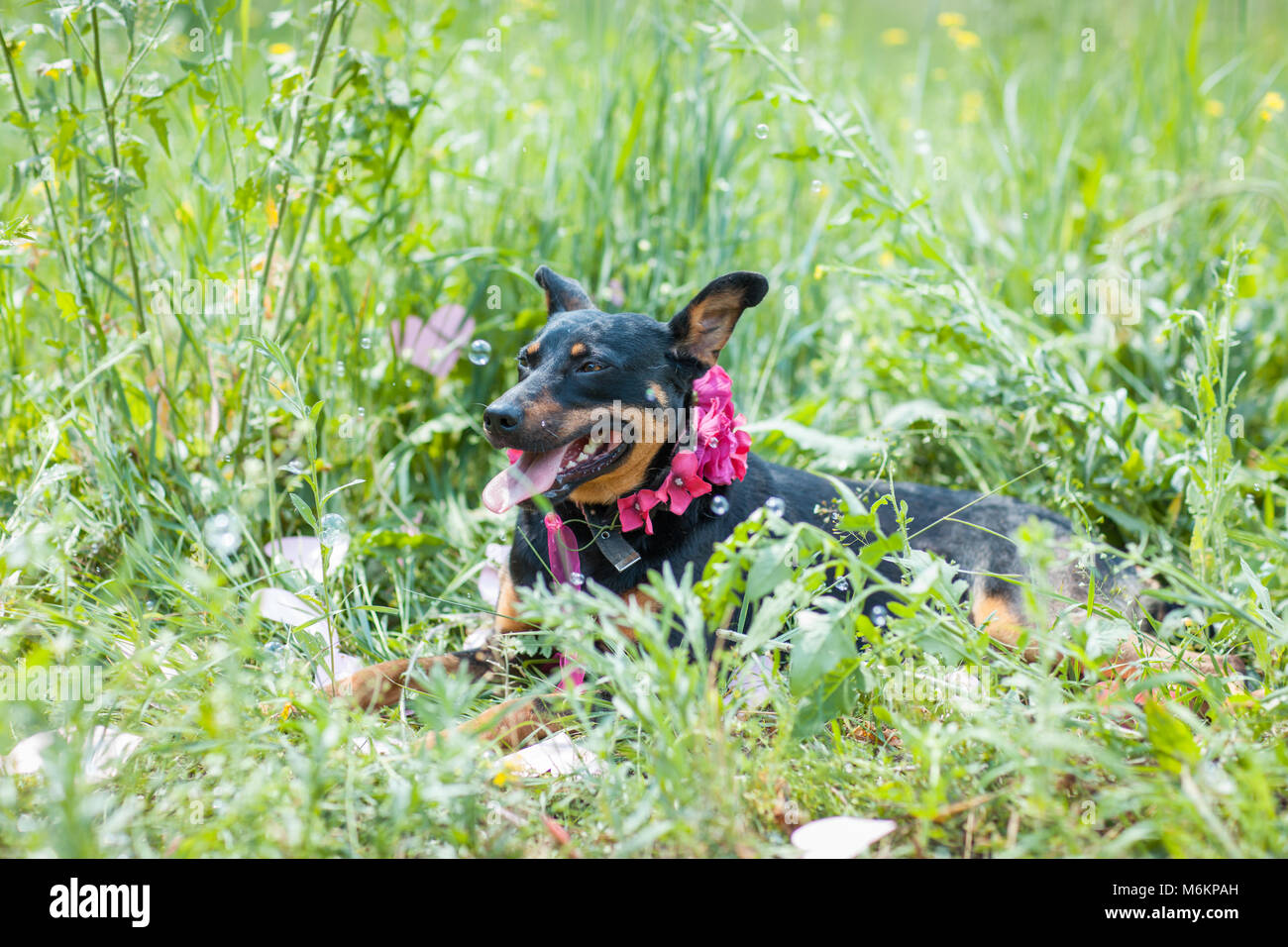 Dog lying in the grass in a meadow Stock Photo - Alamy