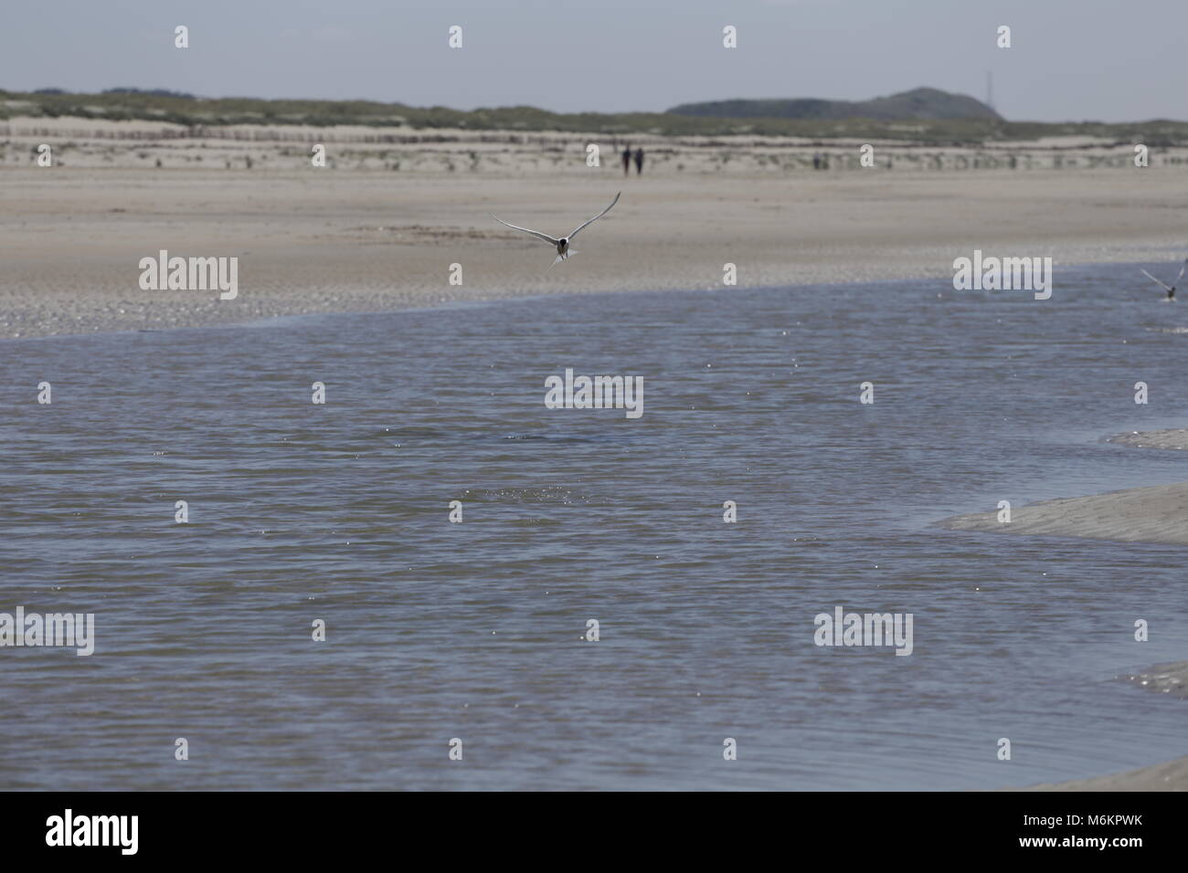 Dutch beach in Camperduin by low tide Stock Photo - Alamy
