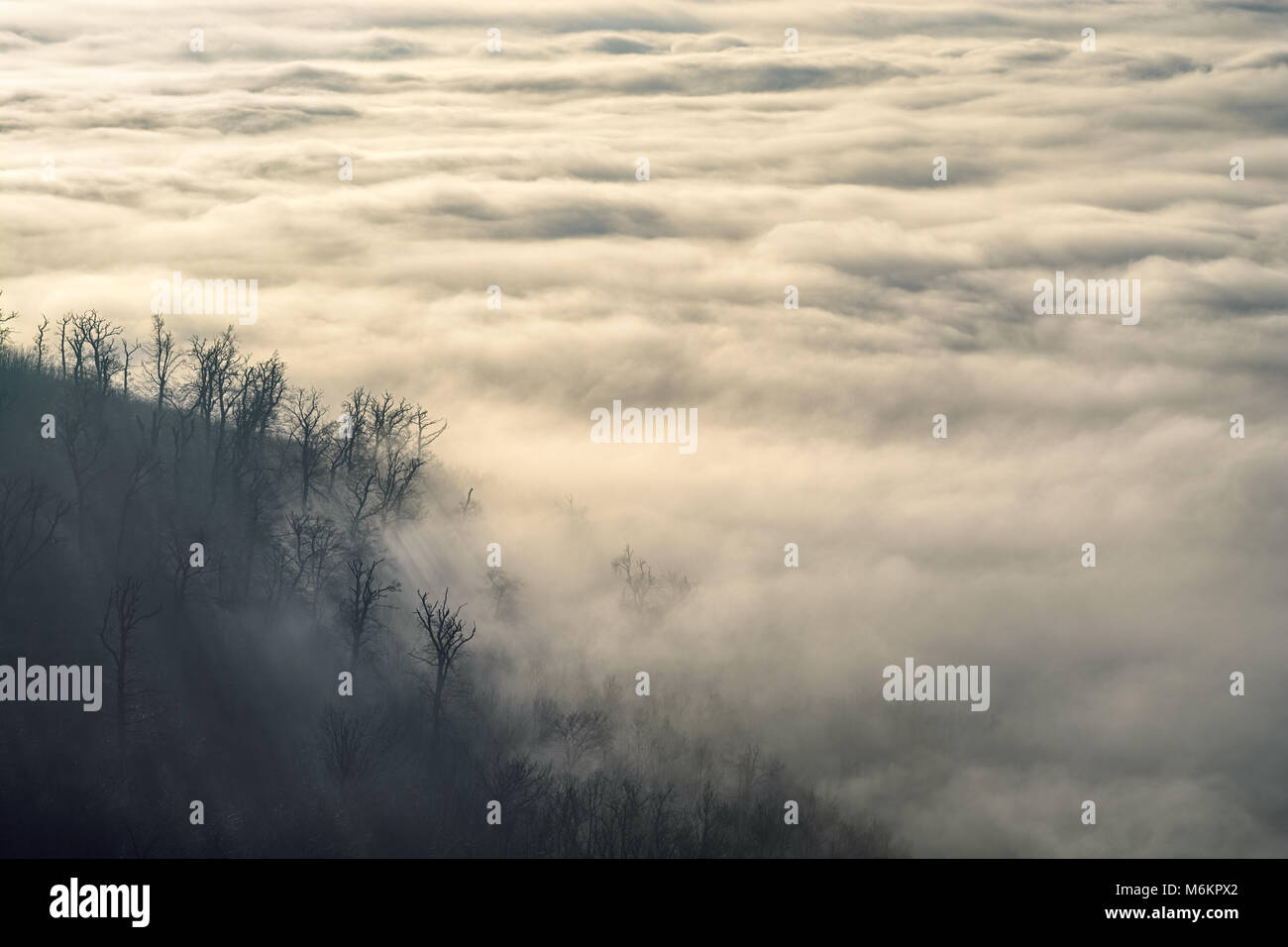 Low clouds covering valley and coming into black forest on a hill slope ...