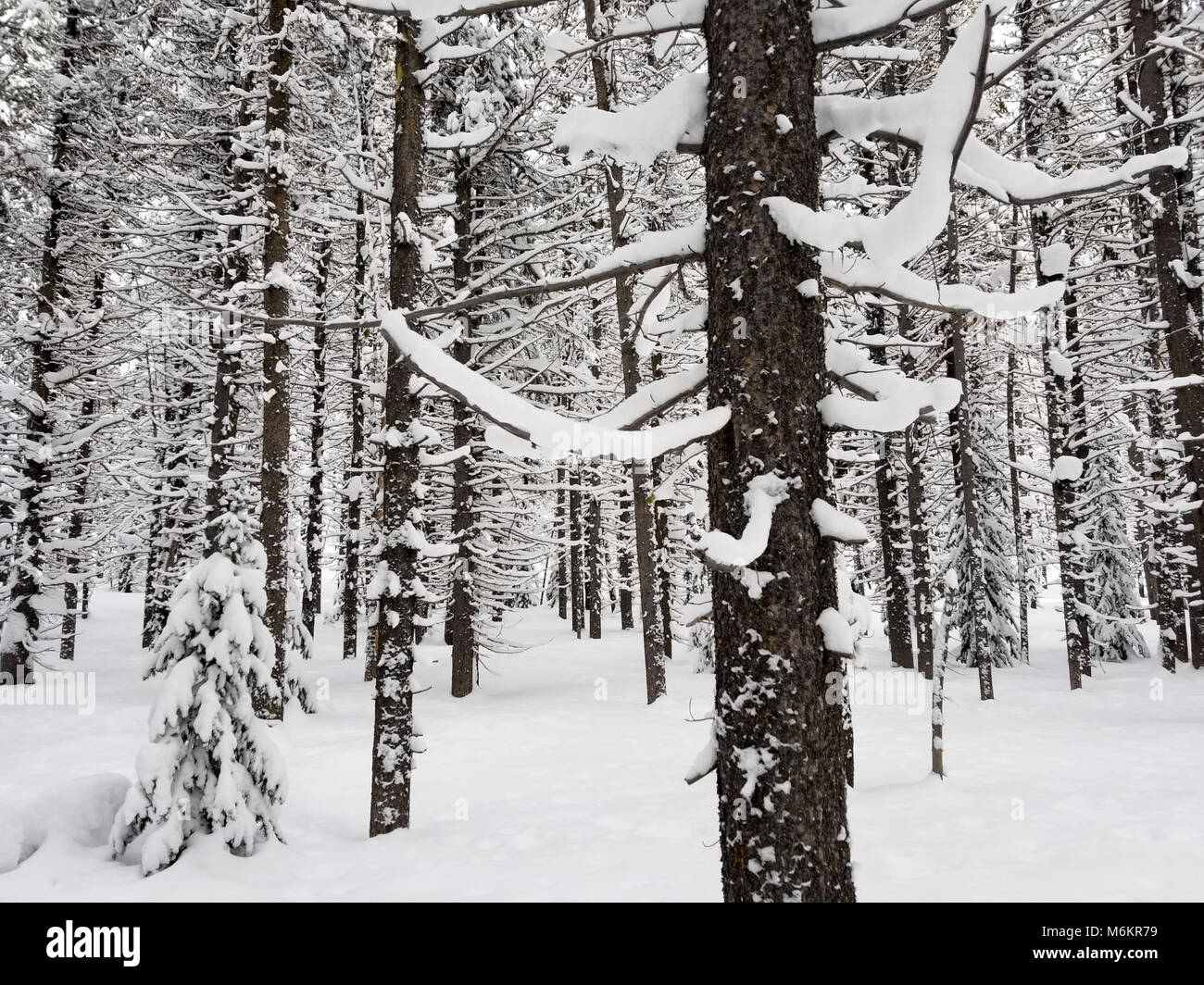 Mixed conifer forest Stock Photo Alamy