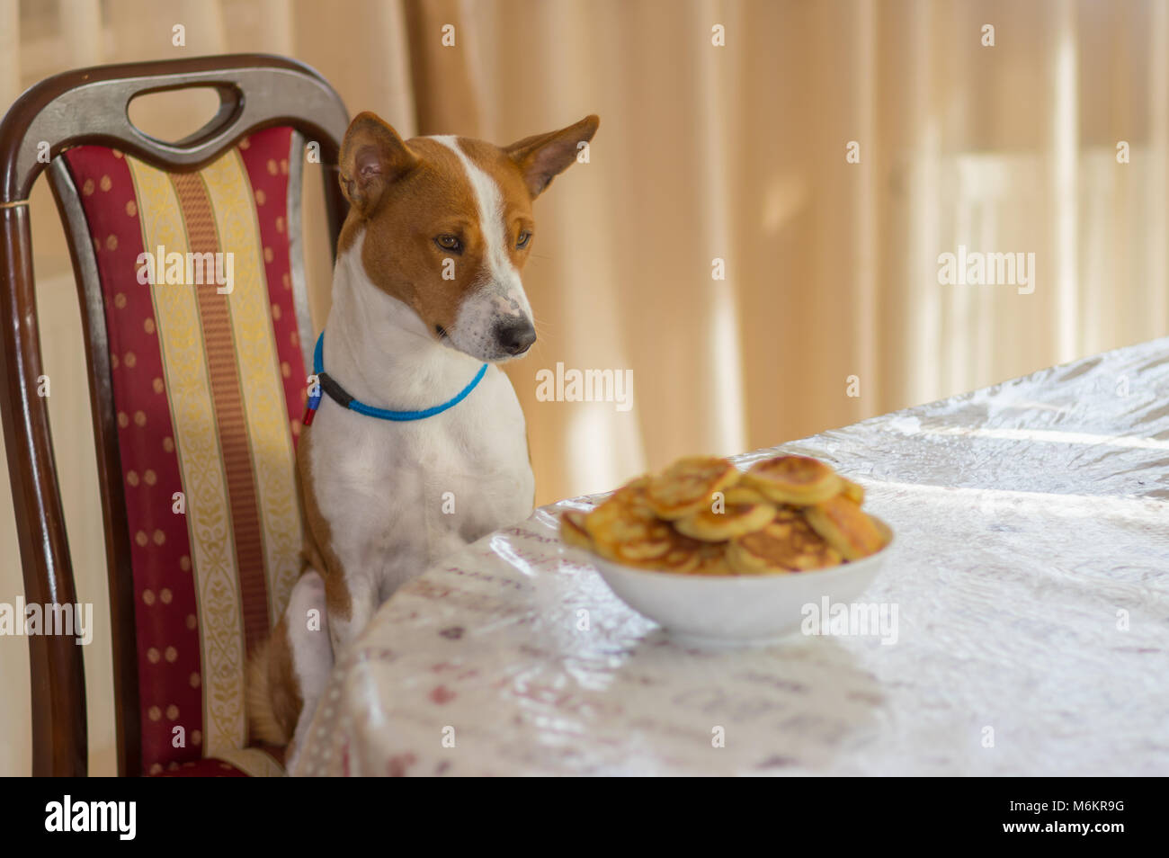 Basenji dog sitting on a chair at dinner table and hypnotizing plate of pancakes it would steal Stock Photo