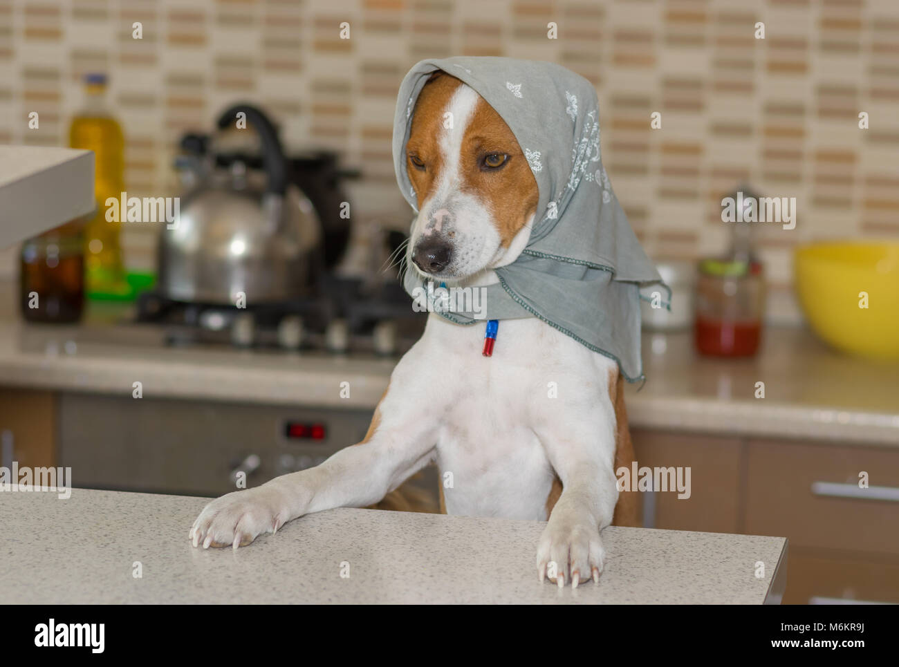 Portrait of basenji dog female wearing kerchief standing on the kitchen Stock Photo