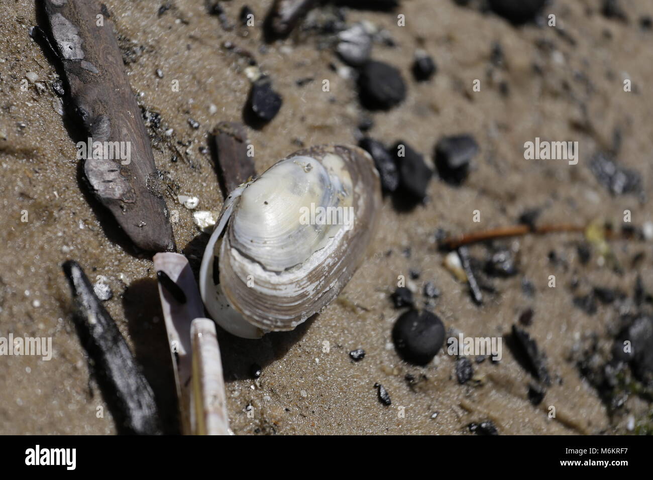 Seashells at the Dutch beach in Camperduin Stock Photo - Alamy
