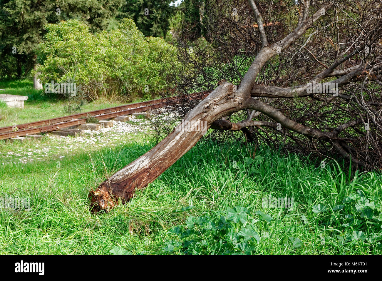 Fallen tree besides rails Stock Photo
