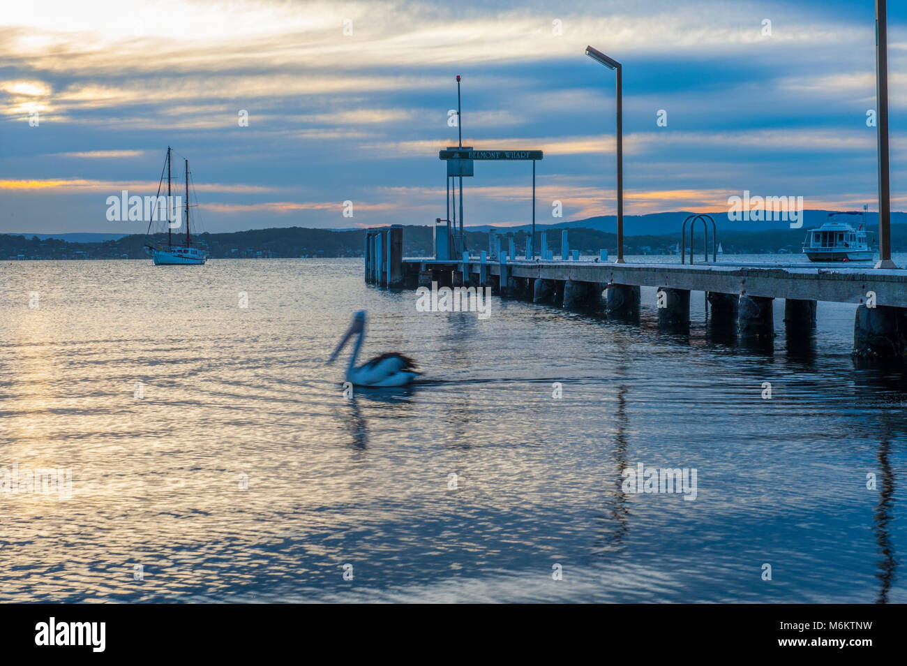 Sunset at Lake Macquarie with Pelican (Pelecanus) swimming by. Belmont Wharf in foreground with sailing boats in background. Belmont. AUSTRALIA Stock Photo