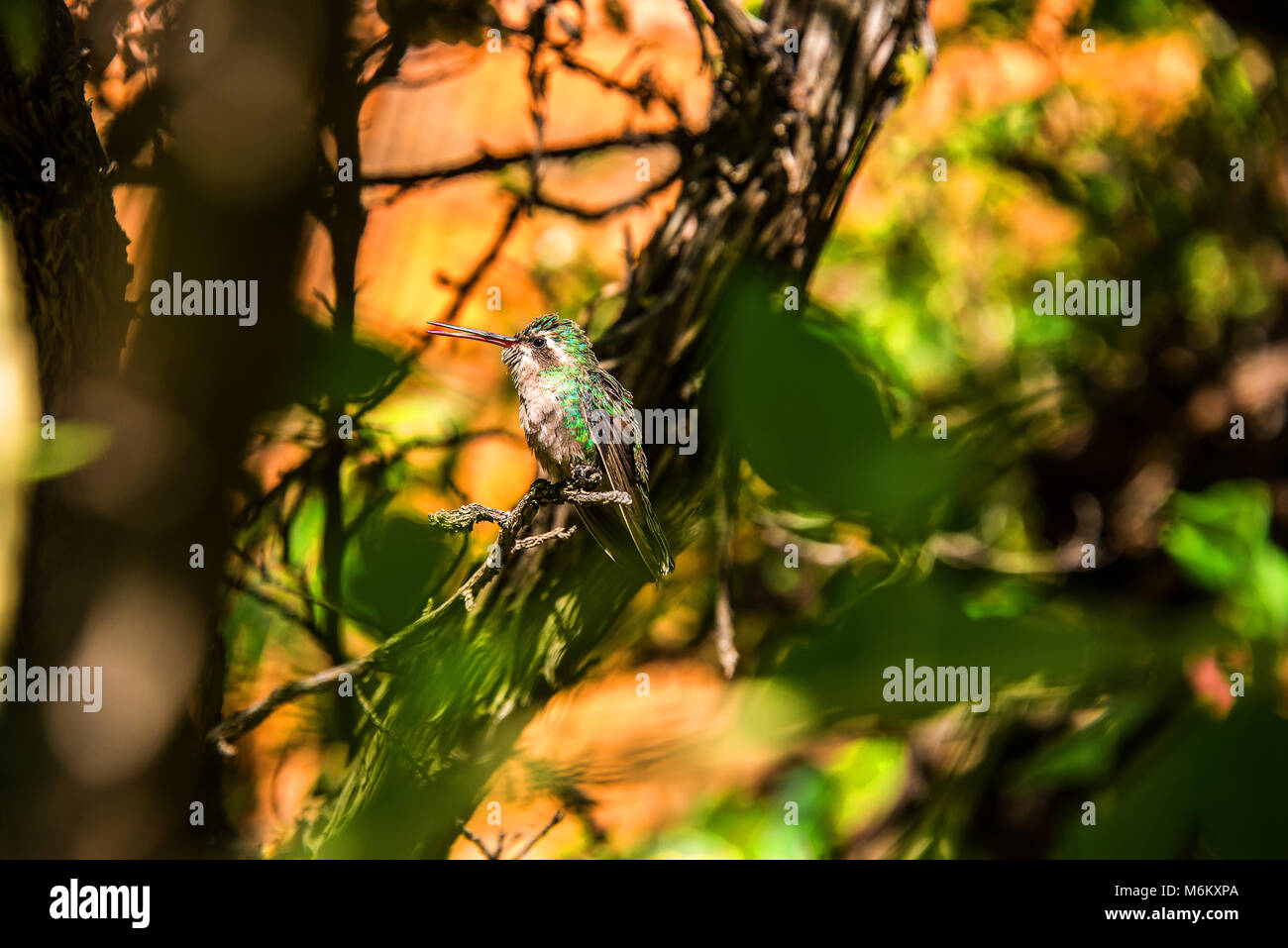 A hummingbird resting on a branch Stock Photo