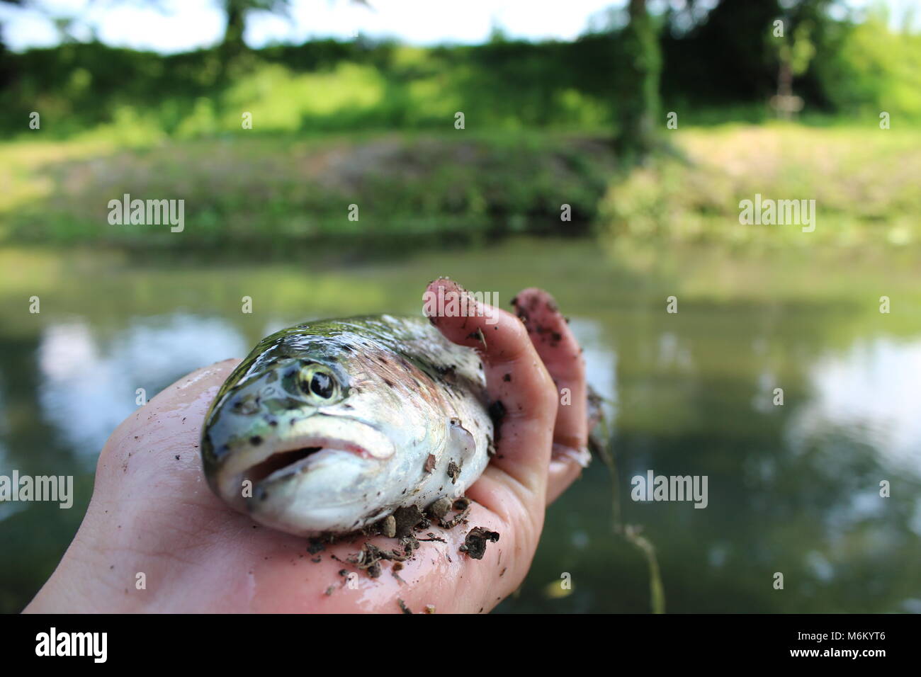 dirty surroundings clipart fish