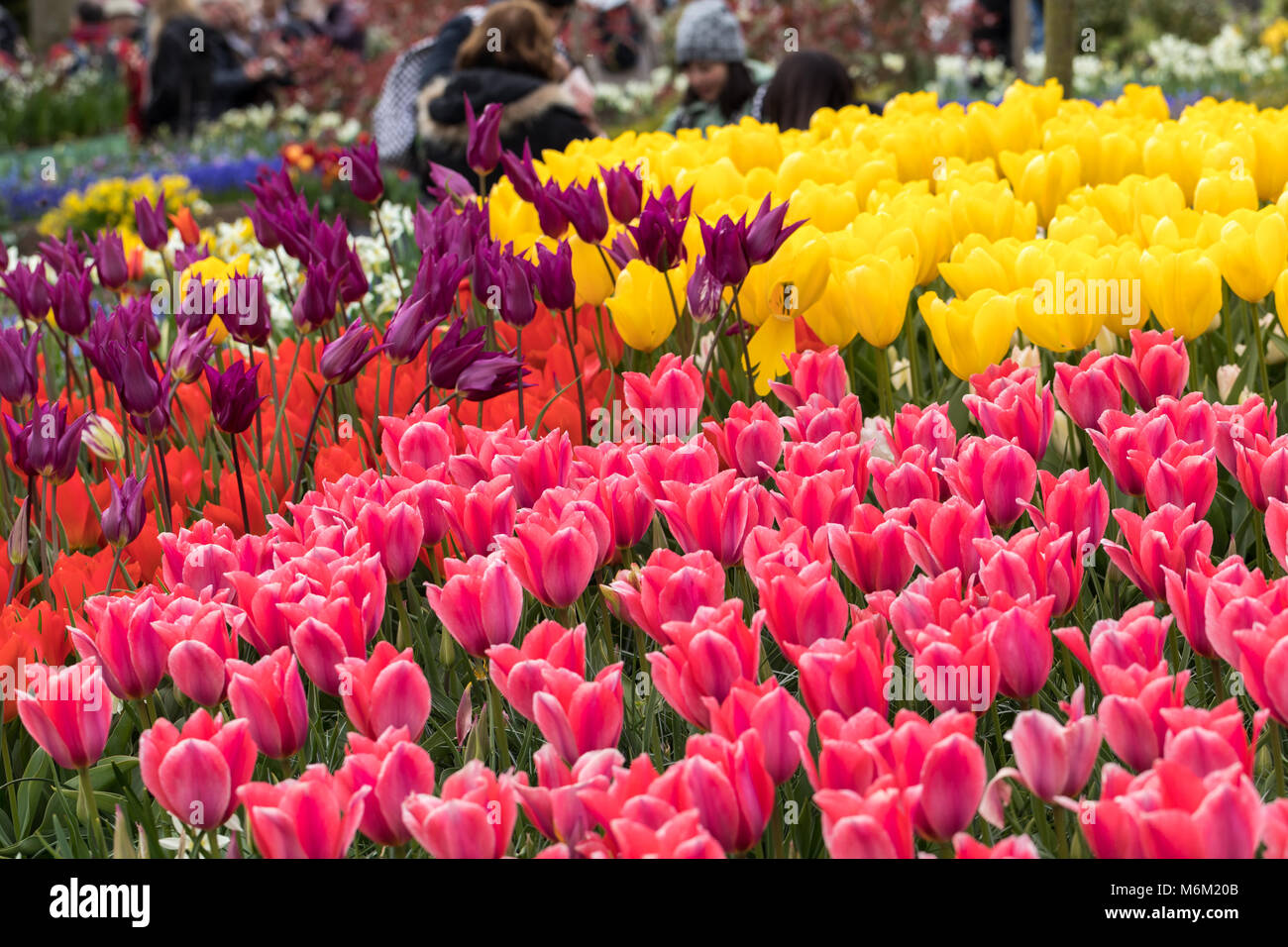colorful tulips flowers blooming in a garden Stock Photo - Alamy