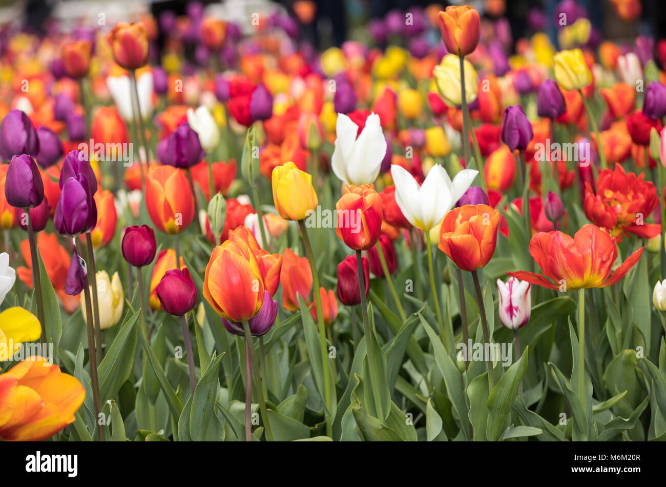 colorful tulips flowers blooming in a garden Stock Photo - Alamy
