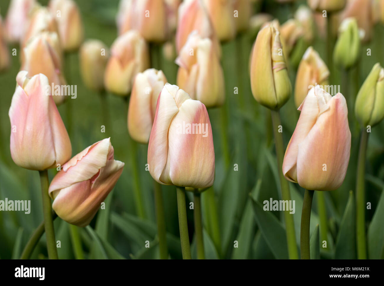colorful tulips flowers blooming in a garden Stock Photo - Alamy