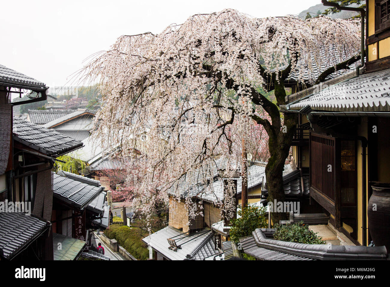 Beautiful sakura cherry blossoms during the hanami in Ninen-zaka and Sannen-zaka Preserved Districts, Kyoto, Japan Stock Photo